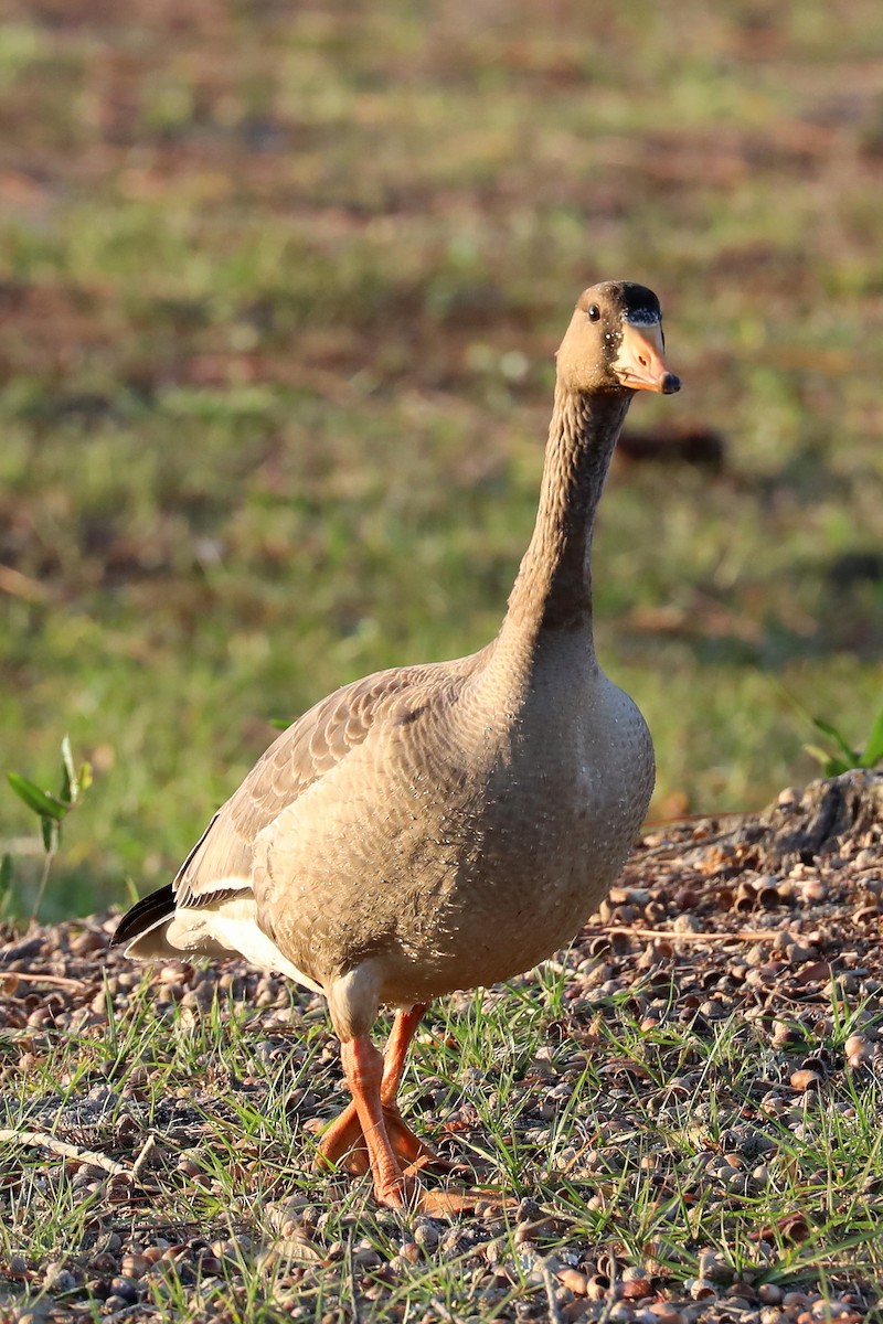 Greater White-fronted Goose - Peter Kyne