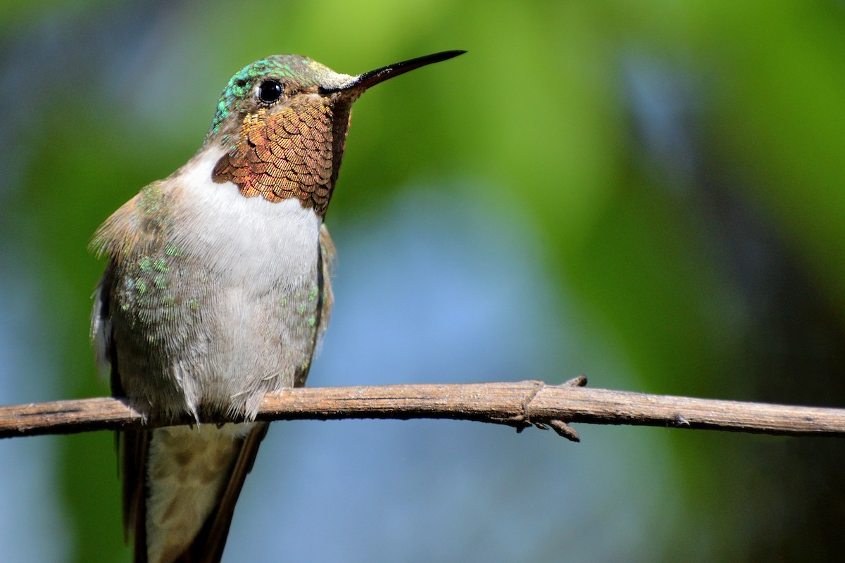 Broad-tailed Hummingbird - ML126311741