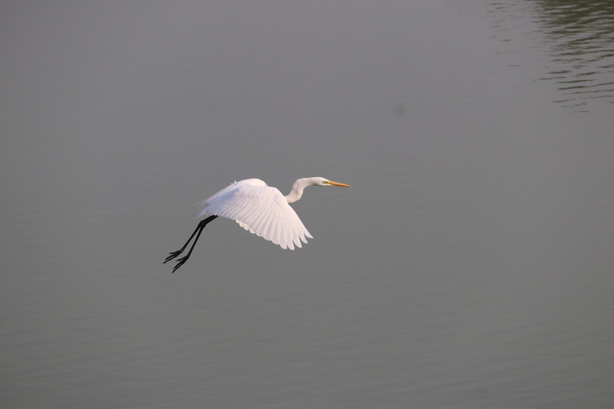 Great Egret - Dr.Sandip  Modi