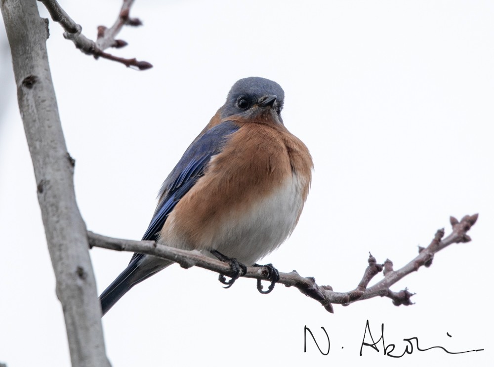 Eastern Bluebird (Eastern) - Nagi Aboulenein