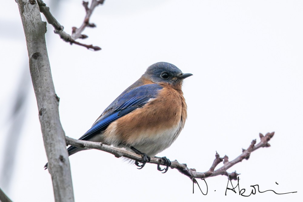 Eastern Bluebird (Eastern) - Nagi Aboulenein