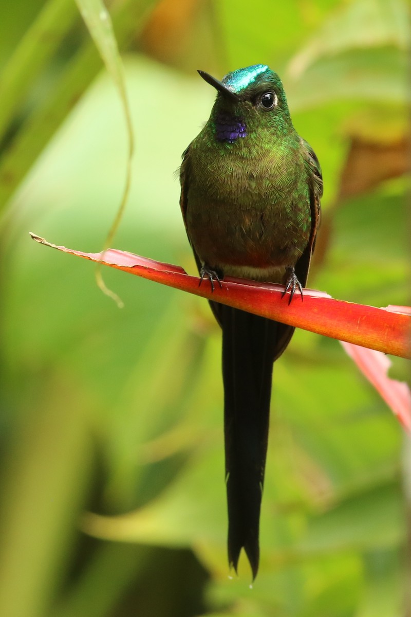 Violet-tailed Sylph - ML126313331