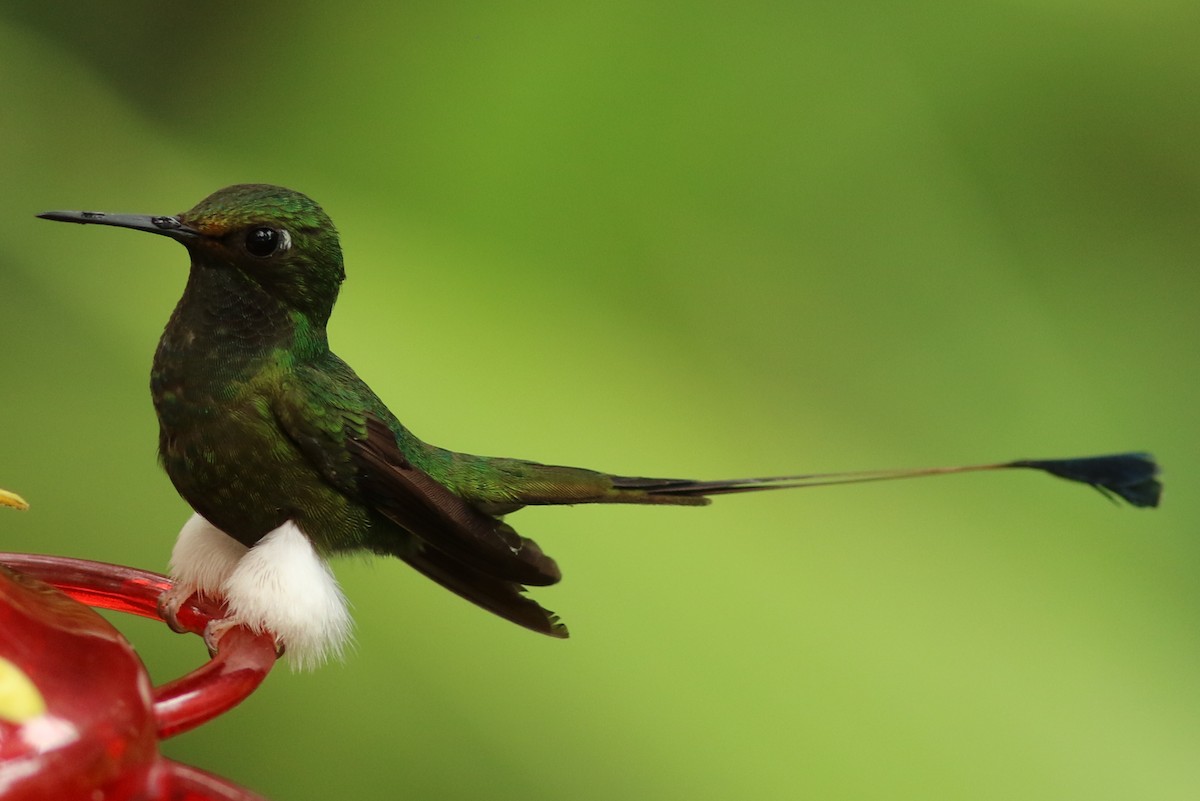 White-booted Racket-tail - ML126313911