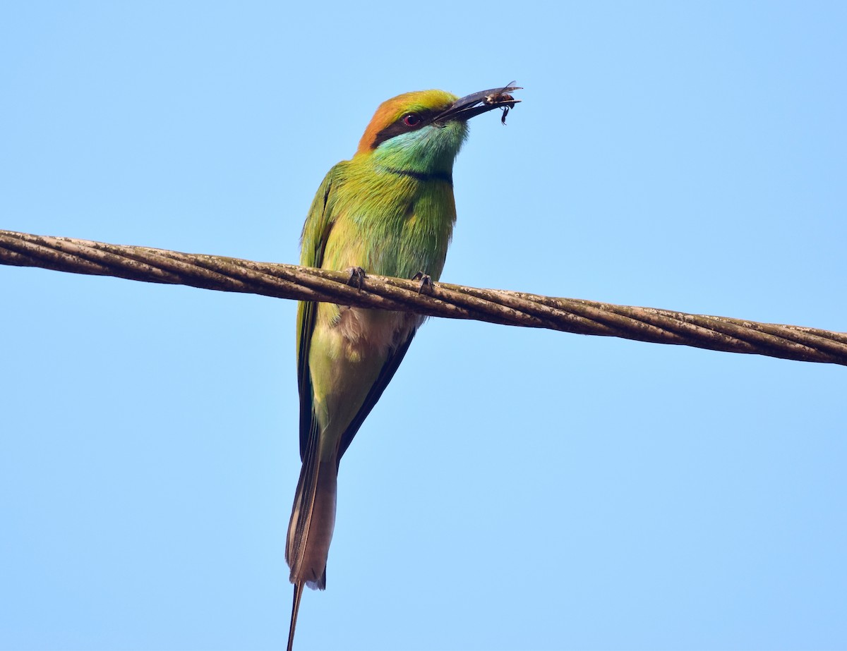 Asian Green Bee-eater - mathew thekkethala