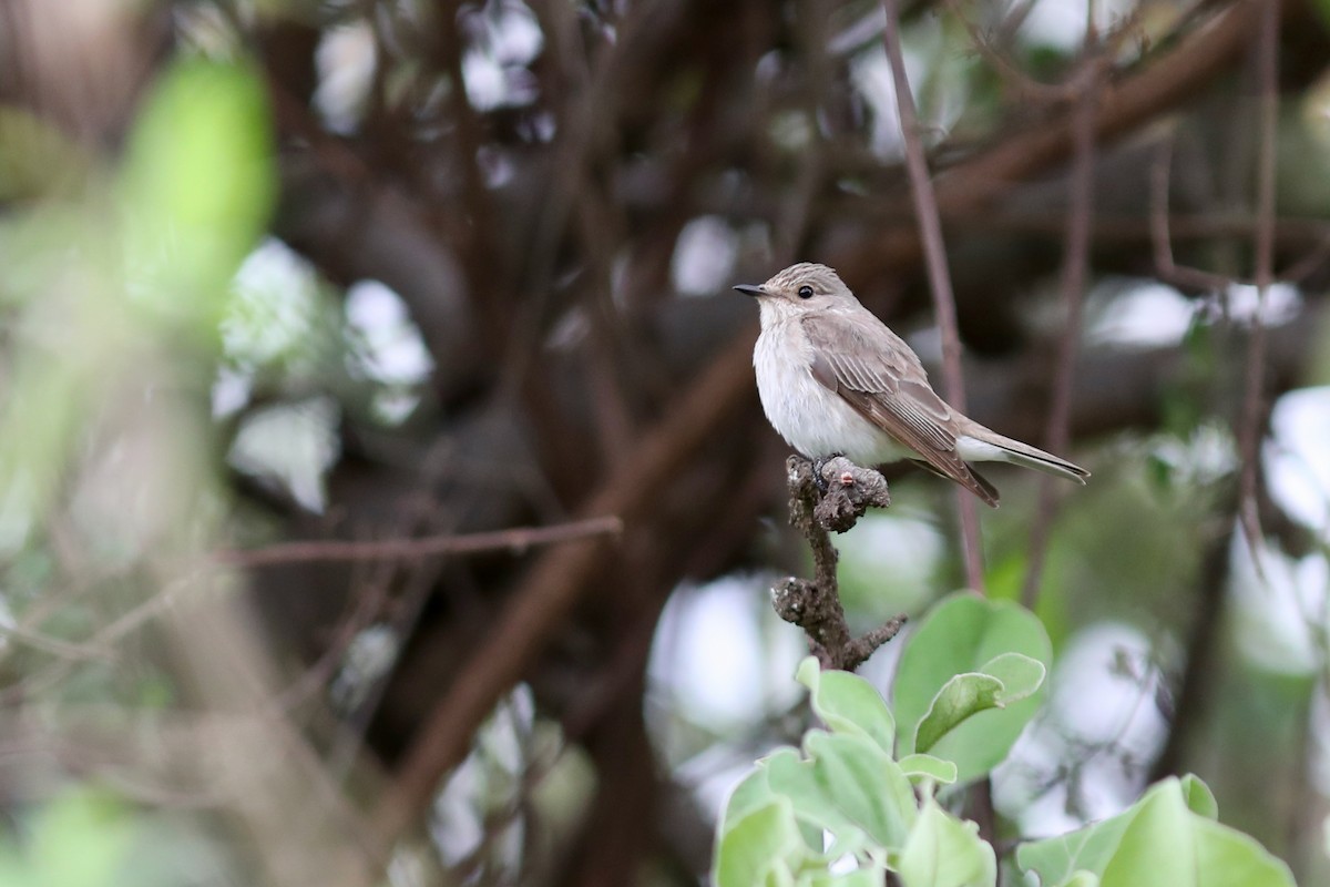 Spotted Flycatcher - Ting-Wei (廷維) HUNG (洪)