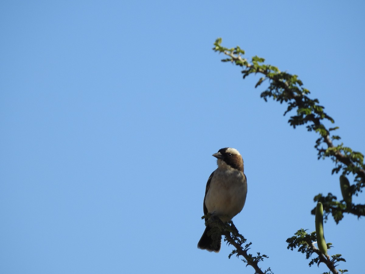 White-browed Sparrow-Weaver - Talon Martinez