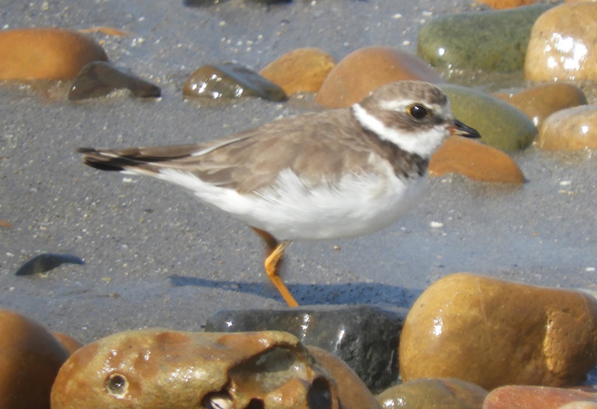 Semipalmated Plover - ML126316821