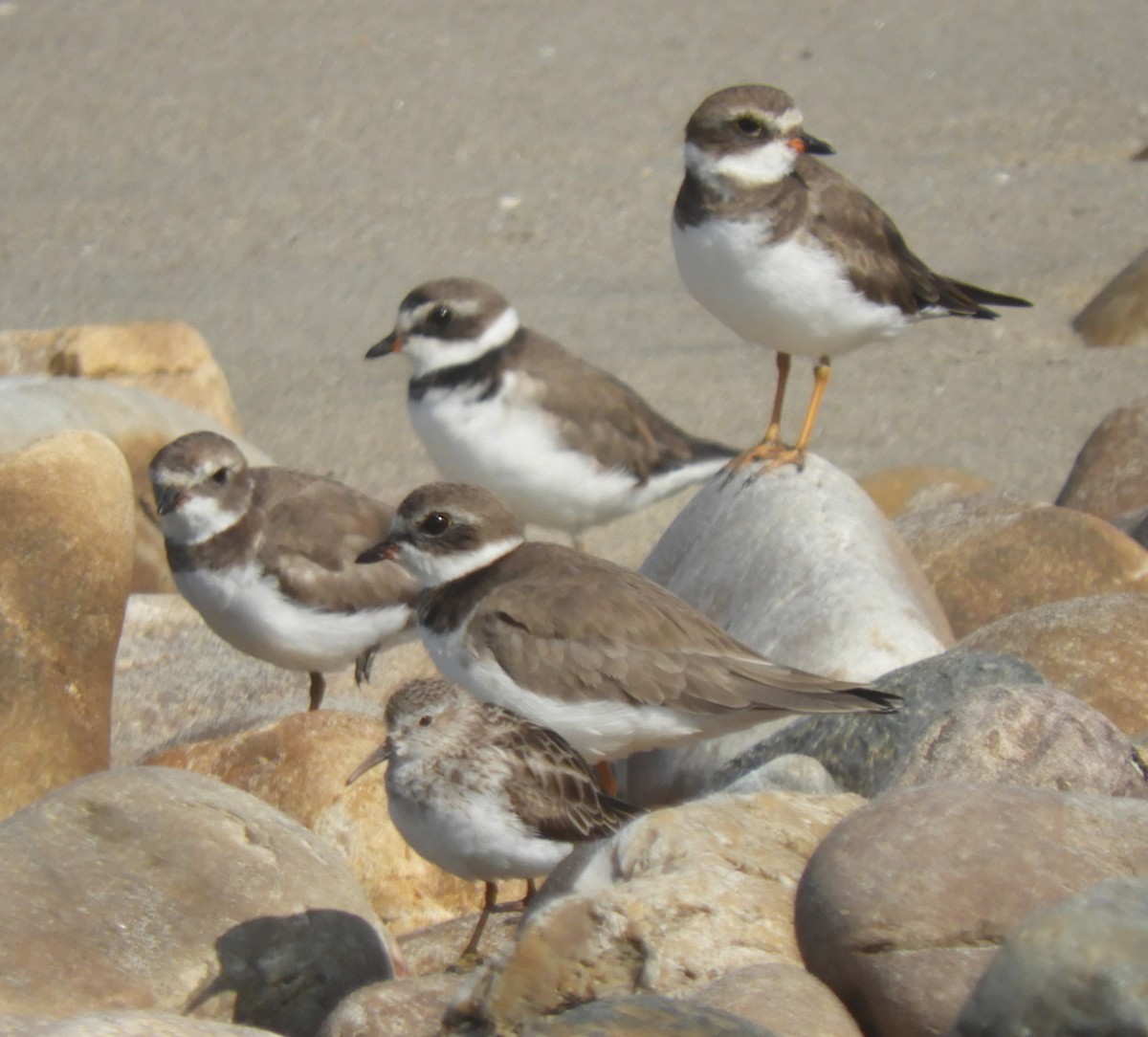 Semipalmated Plover - ML126316881