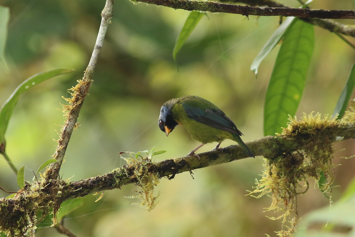 Moss-backed Tanager - ML126317131