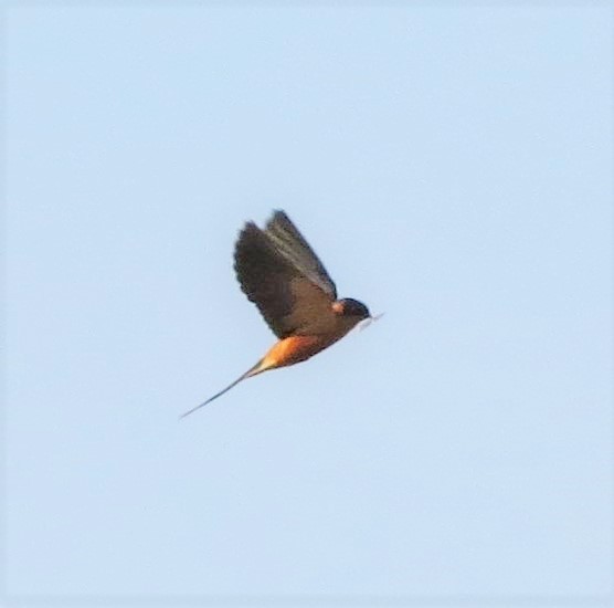 Rufous-chested Swallow - Rafael Tosi
