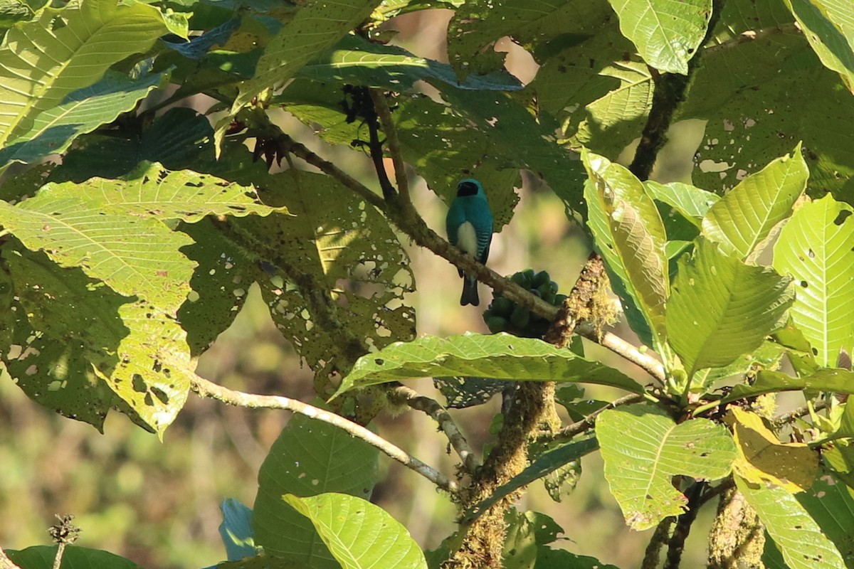 Swallow Tanager - ML126317541