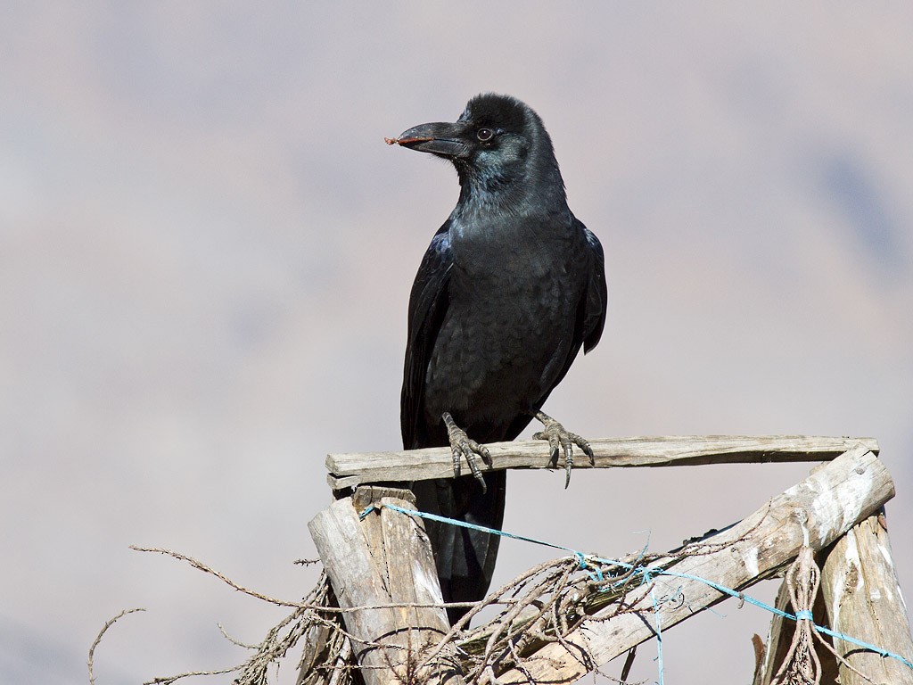 Large-billed Crow - Frode Falkenberg