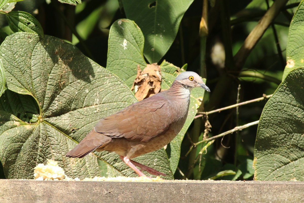 White-throated Quail-Dove - george parker