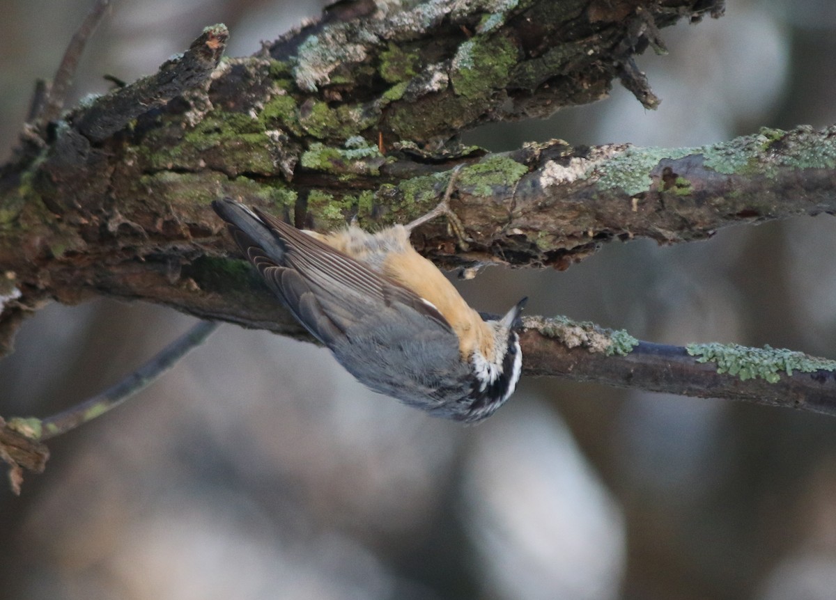 Red-breasted Nuthatch - Andrew S. Aldrich