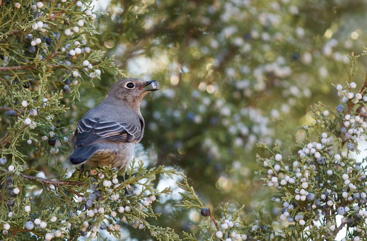 Townsend's Solitaire - Fyn Kynd