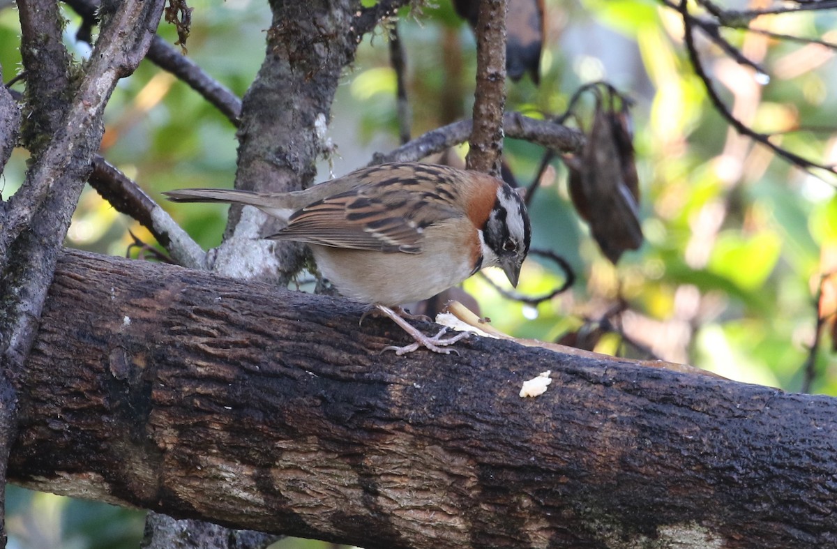 Rufous-collared Sparrow - Carol Ortenzio