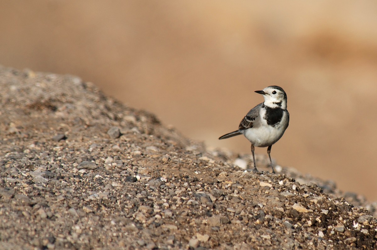 White Wagtail (White-faced) - Ryan O'Donnell