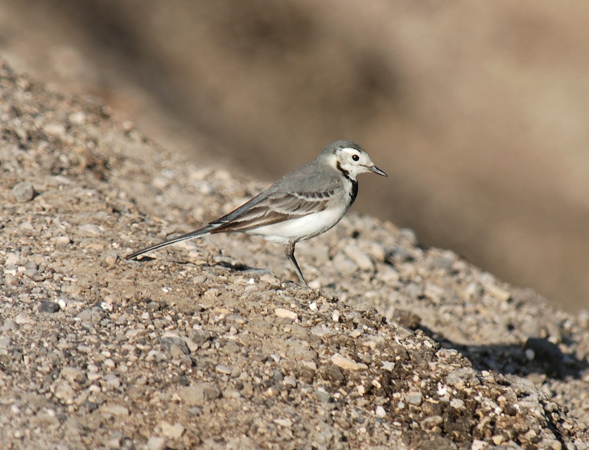 White Wagtail (White-faced) - ML126331721