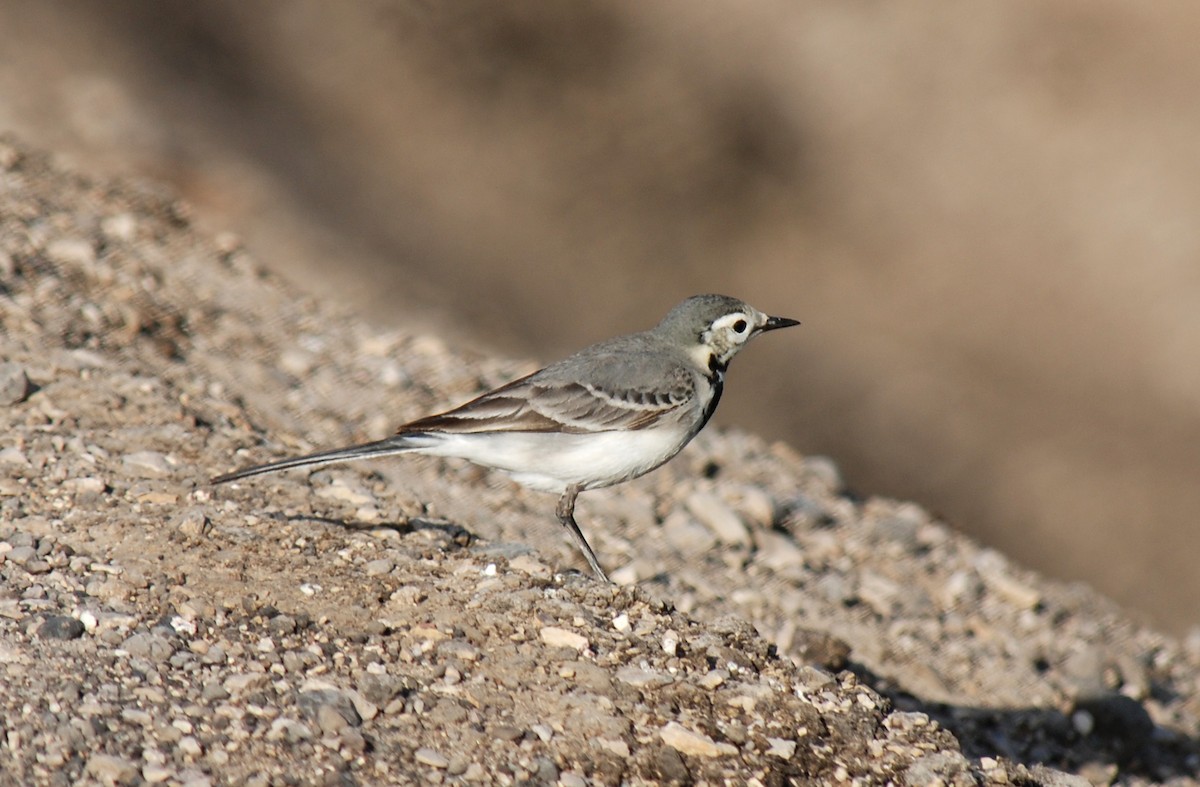 White Wagtail (White-faced) - ML126331741