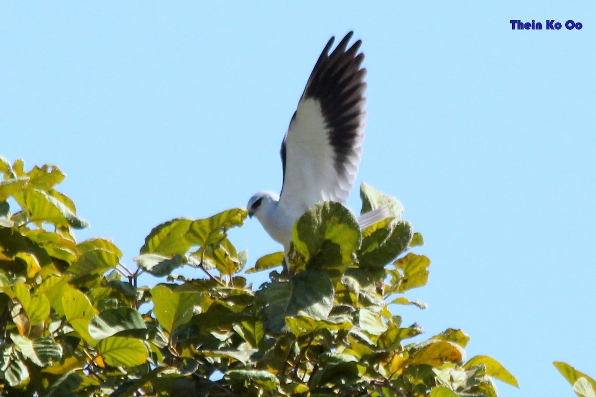 Black-winged Kite - Mandalay In Bloom (MIB) Travel Agency