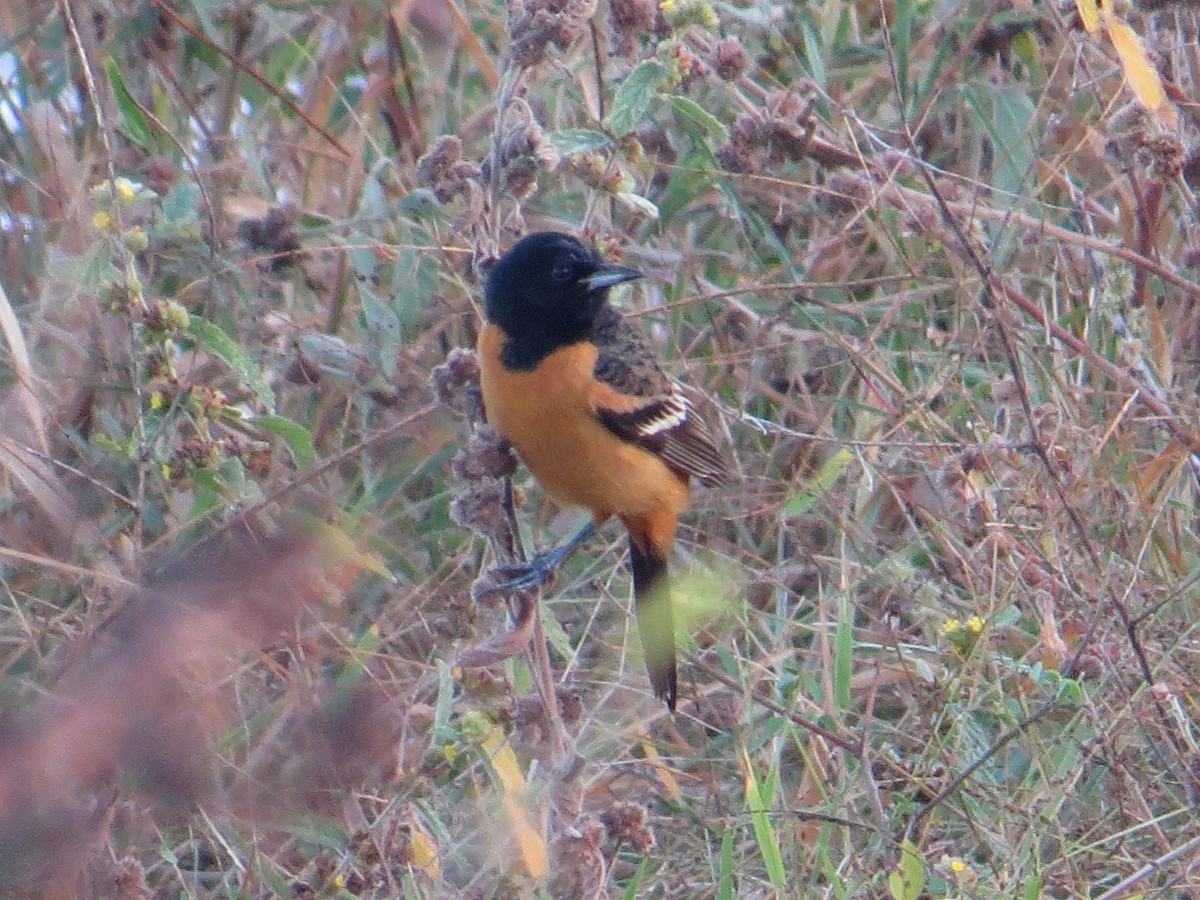 Orchard Oriole (Fuertes's) - ML126334441