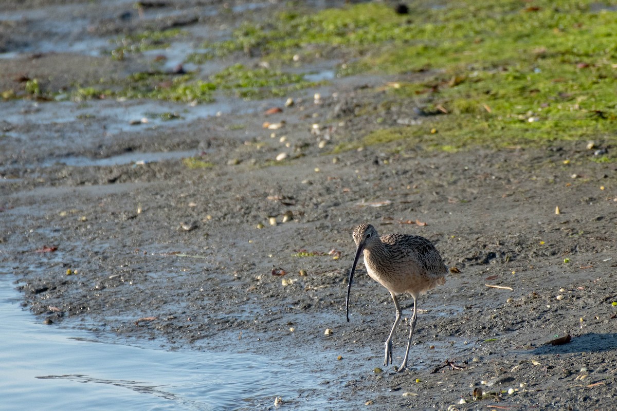 Long-billed Curlew - ML126335541