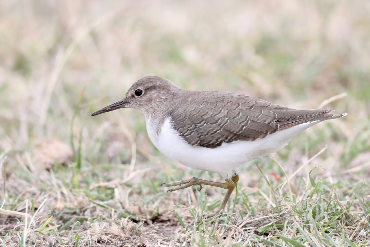 Common Sandpiper - Ting-Wei (廷維) HUNG (洪)