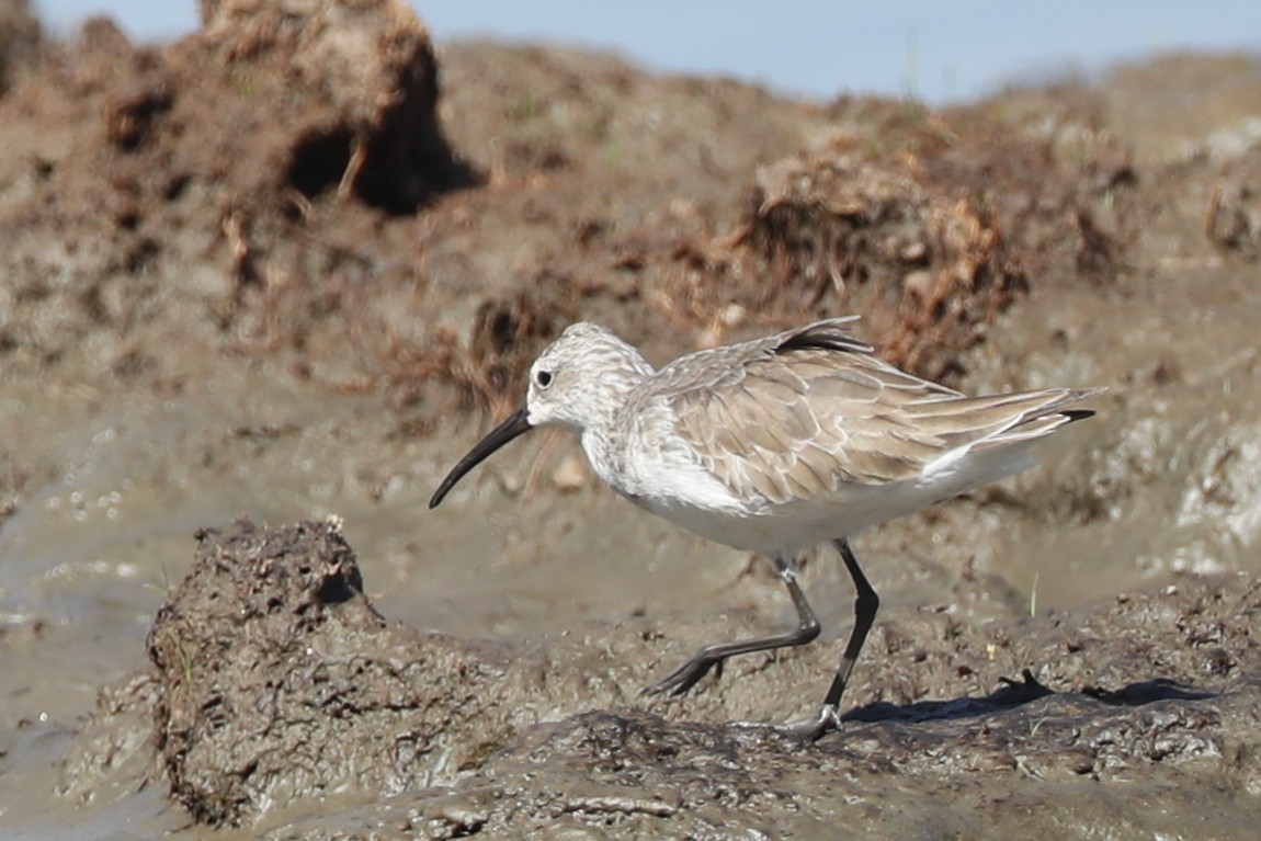 Curlew Sandpiper - Ting-Wei (廷維) HUNG (洪)