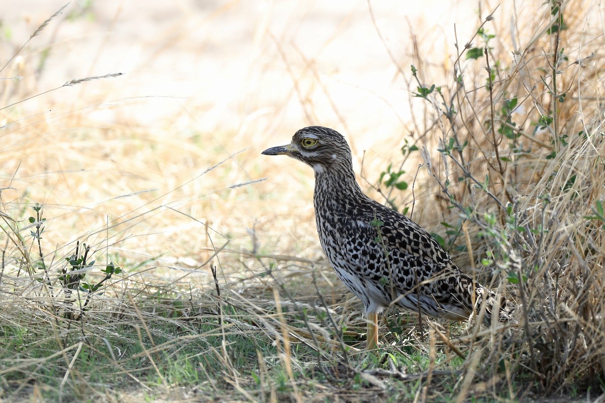 Spotted Thick-knee - ML126338181