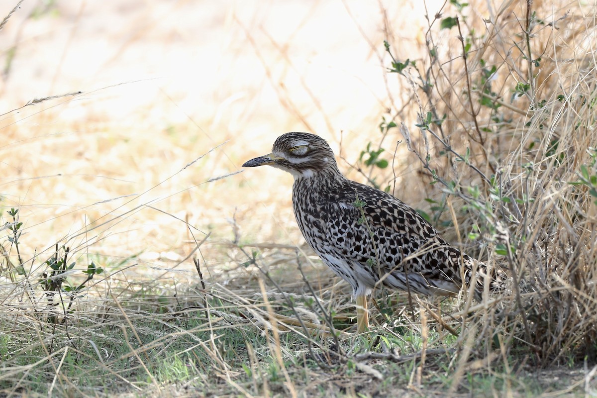 Spotted Thick-knee - ML126338221