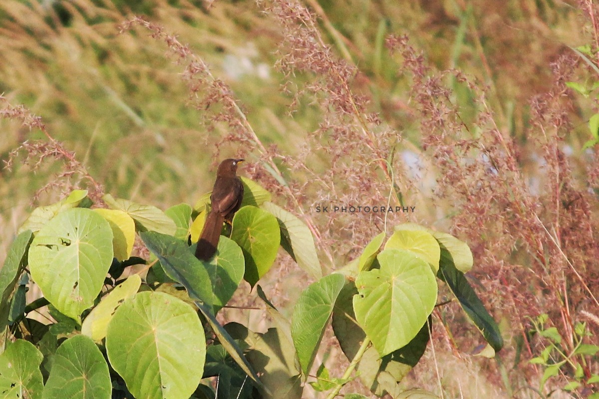 Rufous Babbler - Santhosh Kallingal