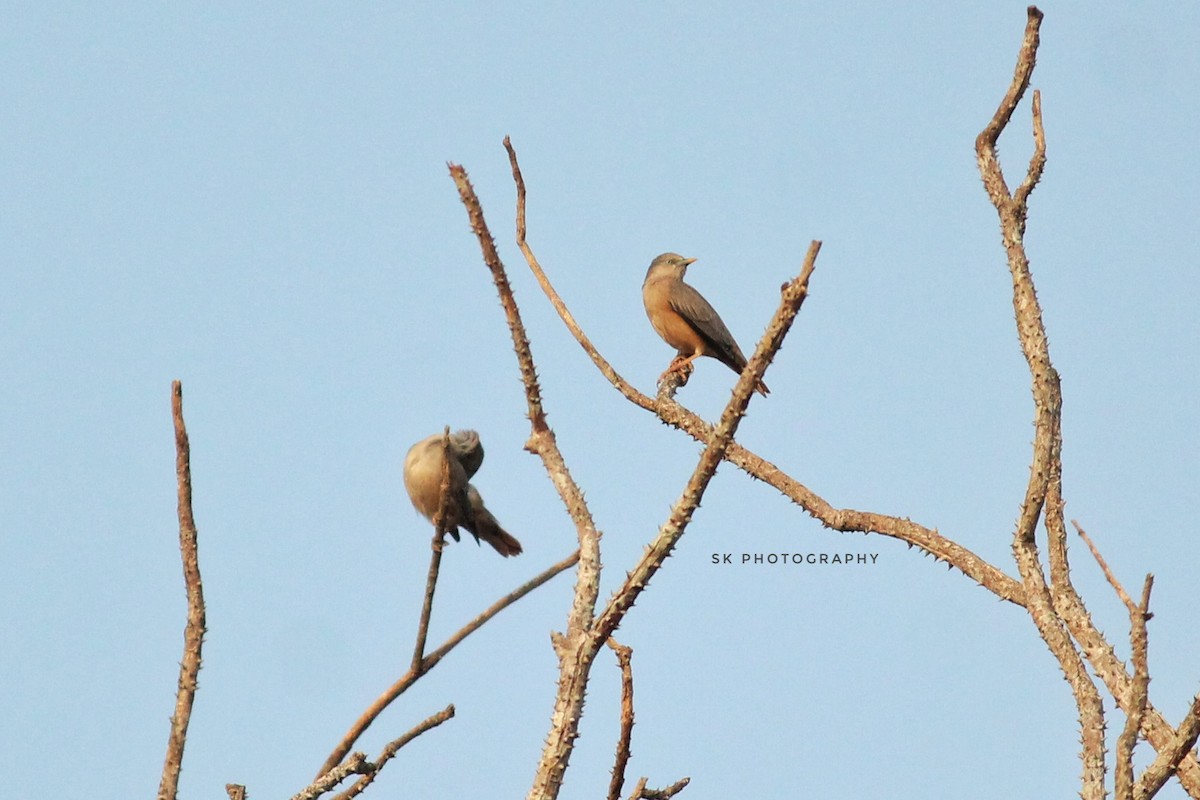 Chestnut-tailed Starling - Santhosh Kallingal