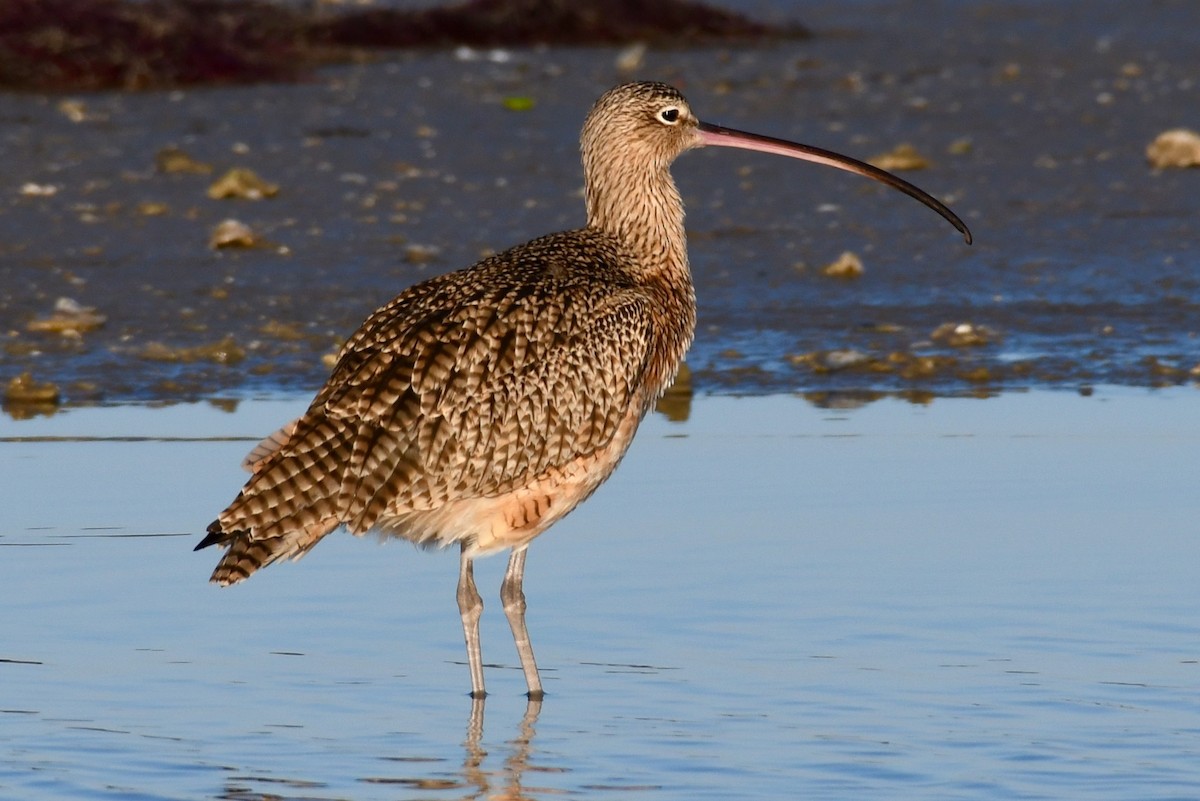 Long-billed Curlew - Don Casey