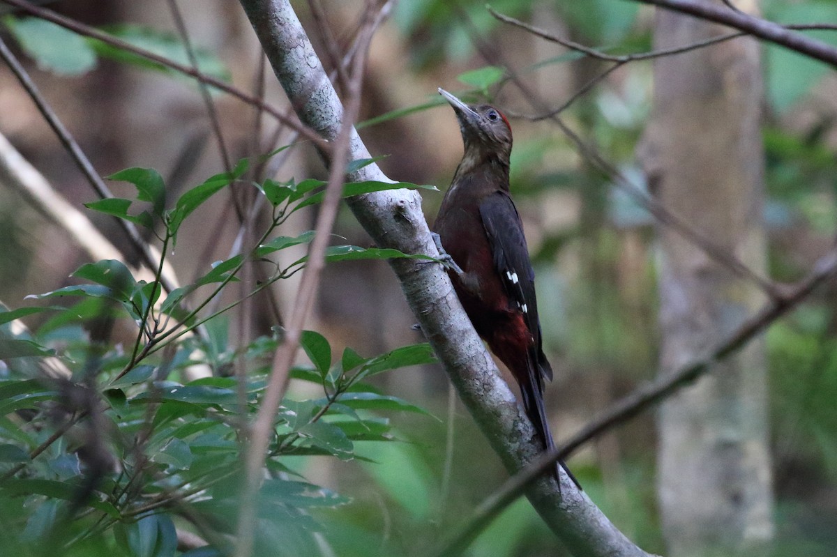 Okinawa Woodpecker - ML126343101
