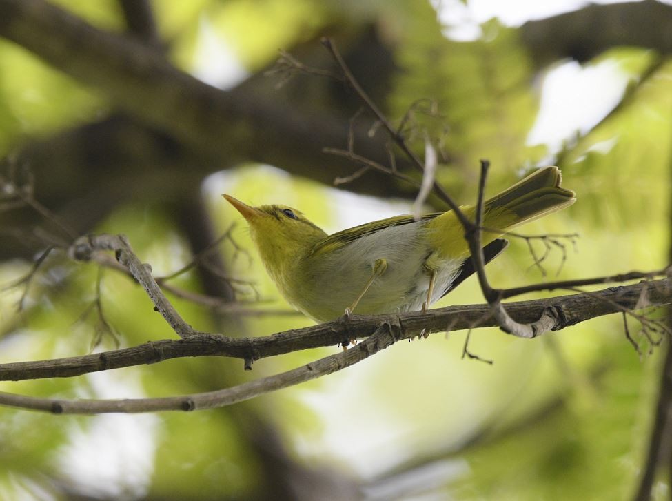 Yellow-vented Warbler - Hemant Dhadnekar