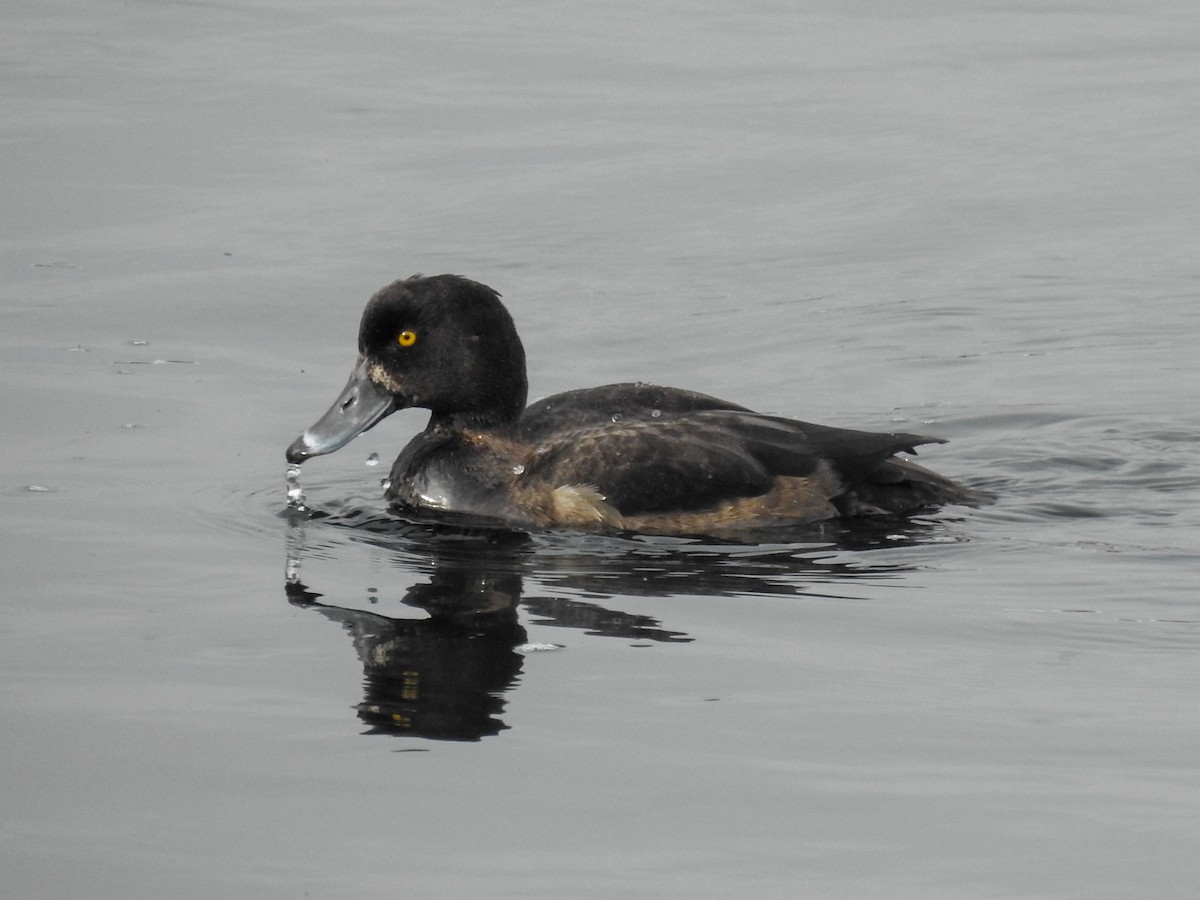 Tufted Duck - ML126351471