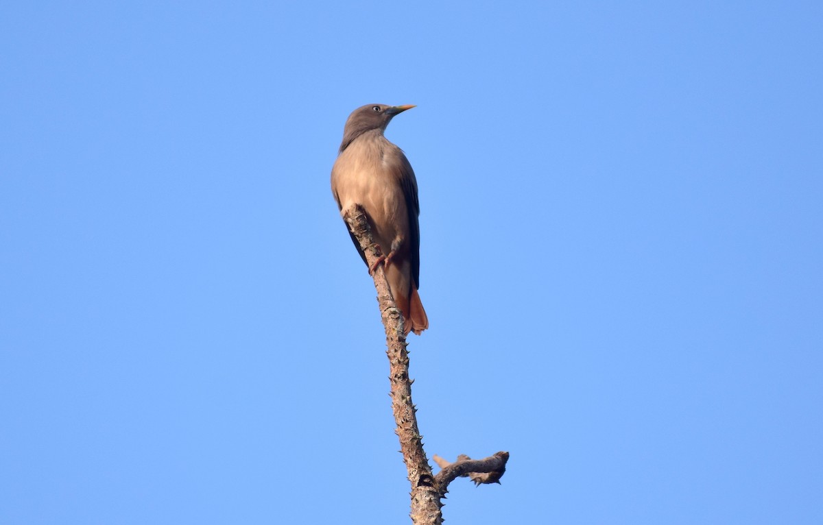Chestnut-tailed Starling - mathew thekkethala