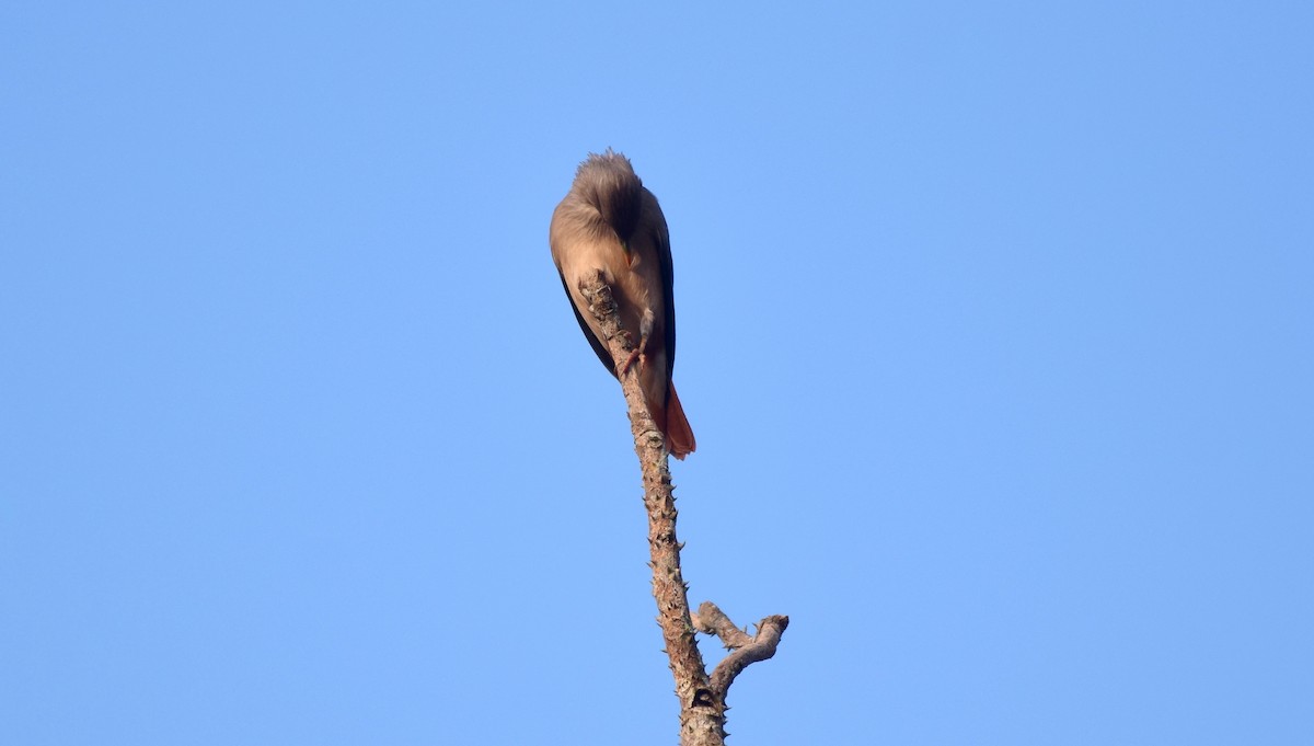 Chestnut-tailed Starling - mathew thekkethala