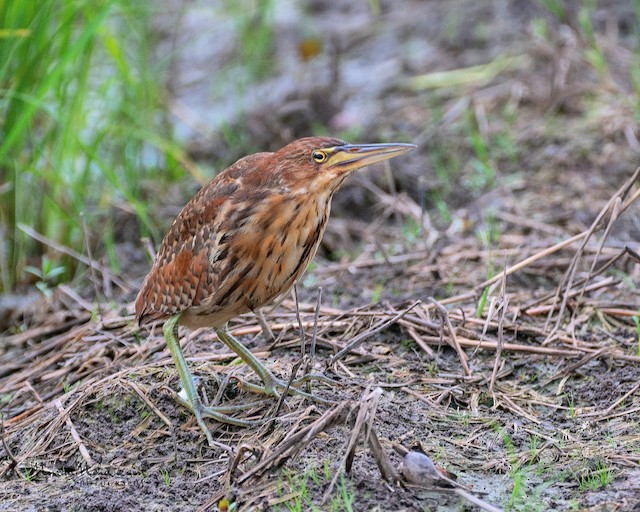 Similar species: Cinnamon Bittern (<em class="SciName notranslate">Ixobrychus cinnamomeus</em>). - Cinnamon Bittern - 