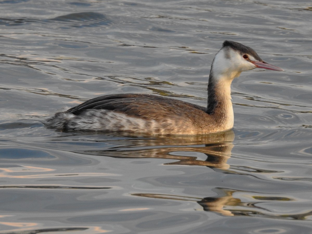 Great Crested Grebe - ML126354441