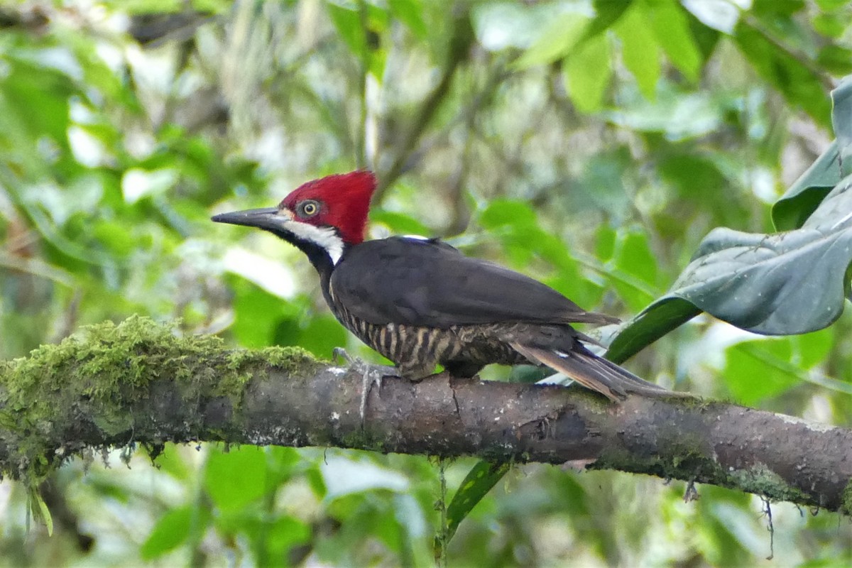Guayaquil Woodpecker - Ronald de Mol