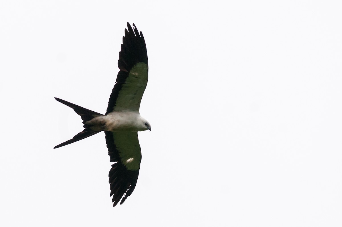Swallow-tailed Kite - ML126359251