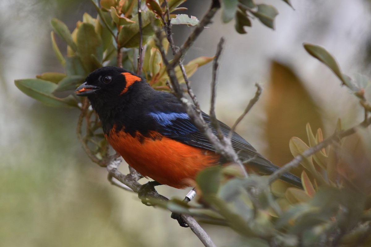 Scarlet-bellied Mountain Tanager - ML126360451
