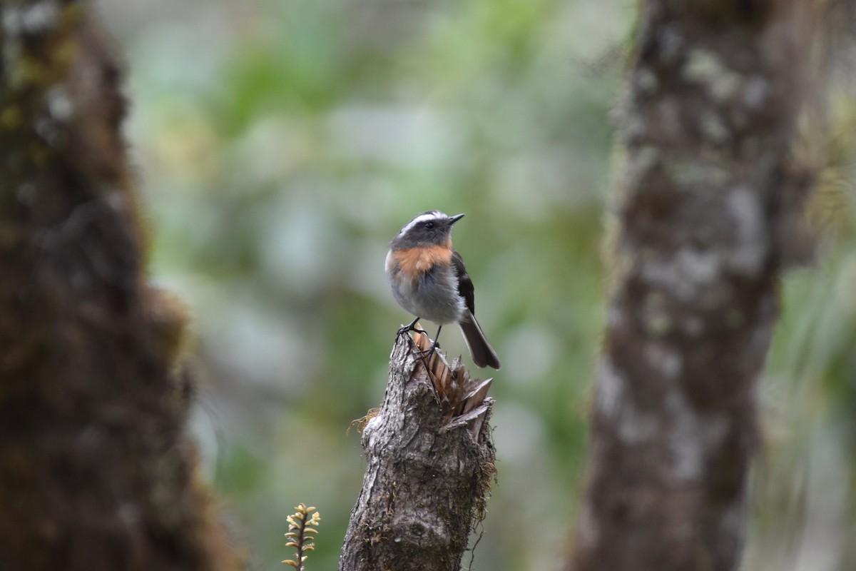 Rufous-breasted Chat-Tyrant - ML126361821