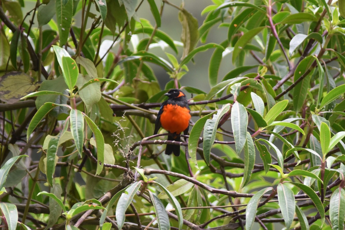 Scarlet-bellied Mountain Tanager - ML126362031