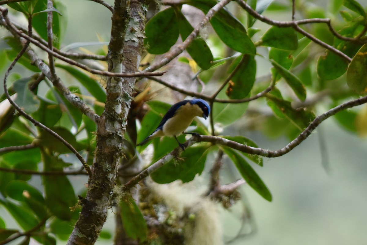 Fawn-breasted Tanager - John Patten Moss