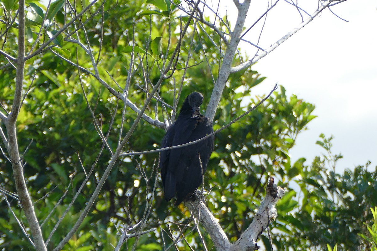 Black Vulture - Ronald de Mol
