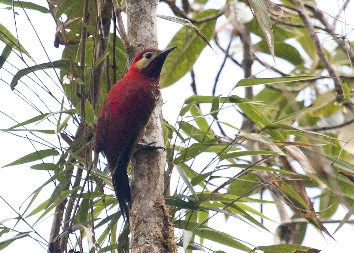 Crimson-mantled Woodpecker - ML126364301