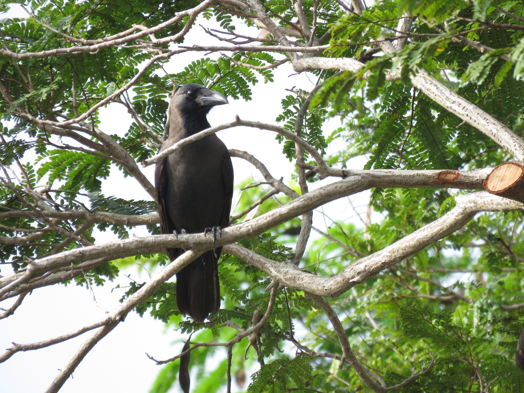 House Crow Ebird About 1% of these are hunting decoy. house crow ebird