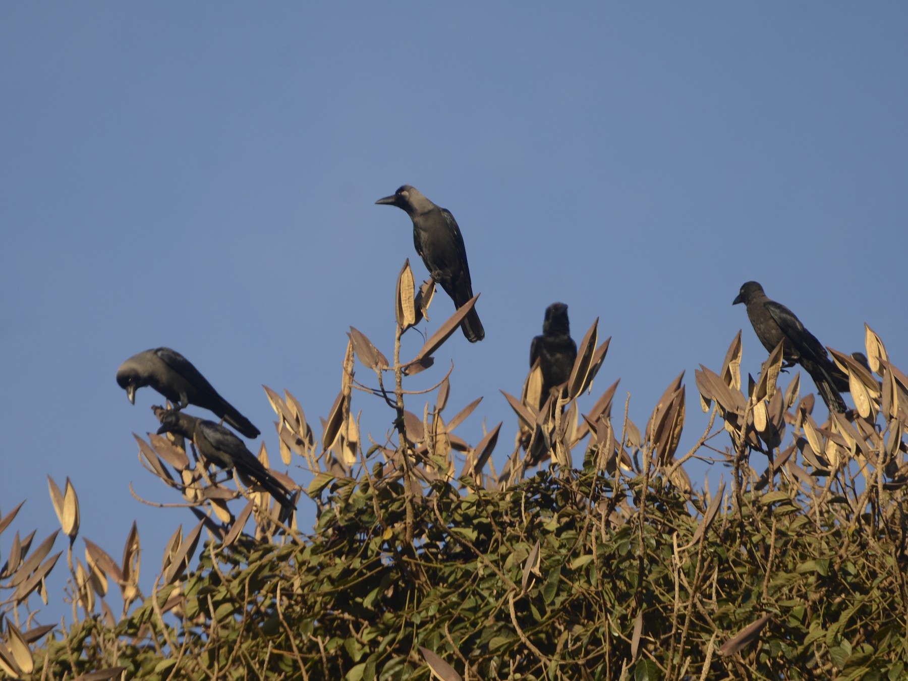 House Crow - Panchapakesan Jeganathan